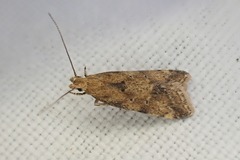 Brachmia blandella