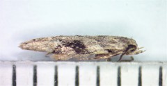 Coleotechnites atrupictella