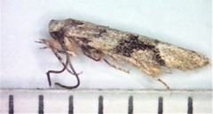 Coleotechnites atrupictella