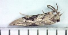 Coleotechnites atrupictella