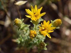 Helianthella