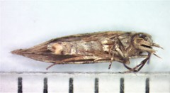 Coleotechnites atrupictella