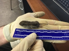 Sorex tundrensis