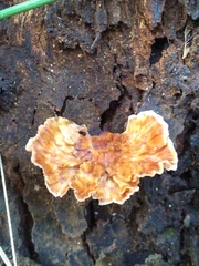 Podoscypha petalodes