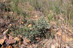 Macrostylis barbigera