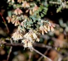 Macrostylis barbigera