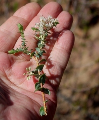 Macrostylis barbigera