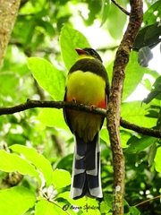 Harpactes reinwardtii