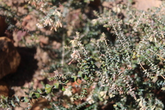 Macrostylis barbigera