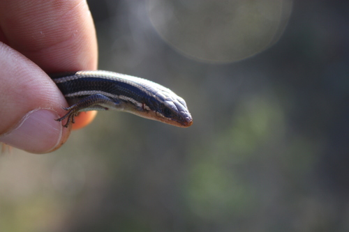 Plestiodon skiltonianus