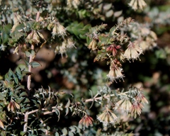 Macrostylis barbigera