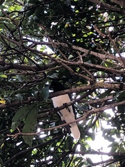 Cyanocorax cristatellus