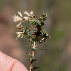 Macrostylis barbigera