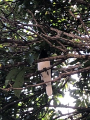 Cyanocorax cristatellus