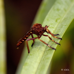 Diogmites basalis