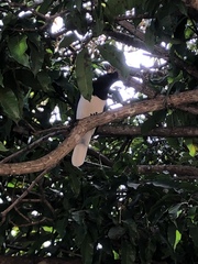 Cyanocorax cristatellus