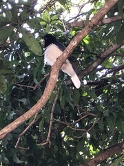 Cyanocorax cristatellus