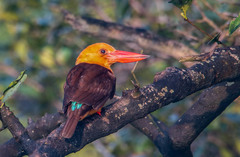 Pelargopsis amauroptera