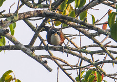 Pomatorhinus schisticeps