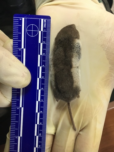 Tundra Shrew