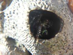 Pachygrapsus