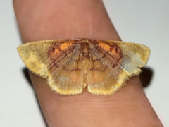 Chrysocraspeda dysmothauma