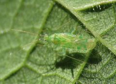 Malacocoris chlorizans