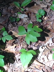 Nabalus serpentarius