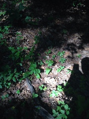 Nabalus serpentarius