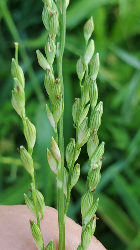 Texas signalgrass (Urochloa texana)
