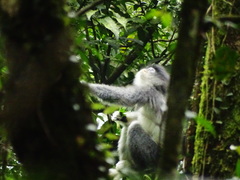 Presbytis comata