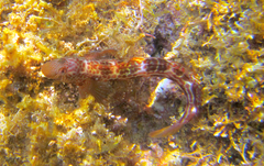 Microlipophrys canevae