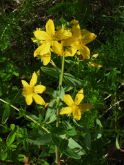 Hypericum perforatum