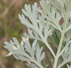 Puccinia chrysanthemi