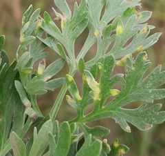 Puccinia chrysanthemi