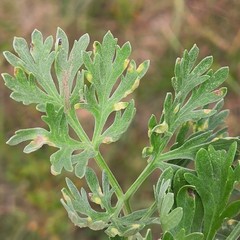 Puccinia chrysanthemi