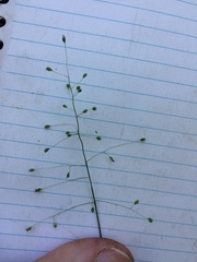 Dichanthelium boreale