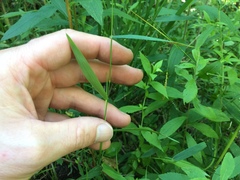 Dichanthelium boreale