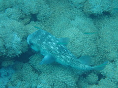 Chilomycterus reticulatus