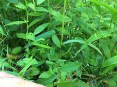 Dichanthelium boreale