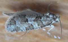 Cnephasia incertana