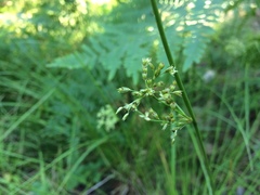 Juncus pylaei
