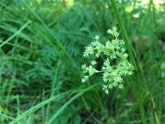 Juncus pylaei