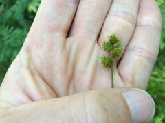 Carex crawfordii