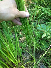 Carex crawfordii