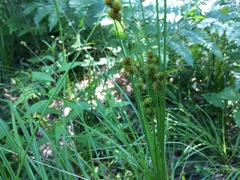 Carex crawfordii