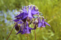 Aquilegia dumeticola