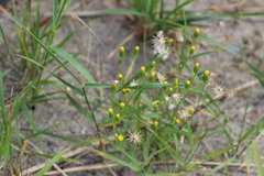Senecio dubitabilis