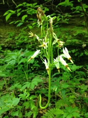 Primula meadia