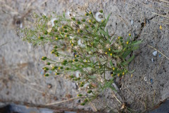 Senecio dubitabilis